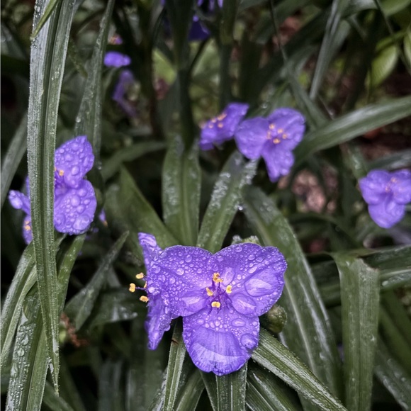adriannaklassis